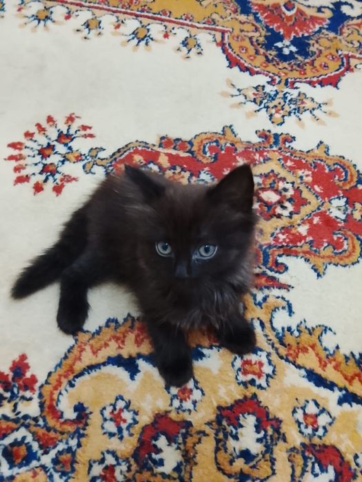 Отдам котят в хорошие руки