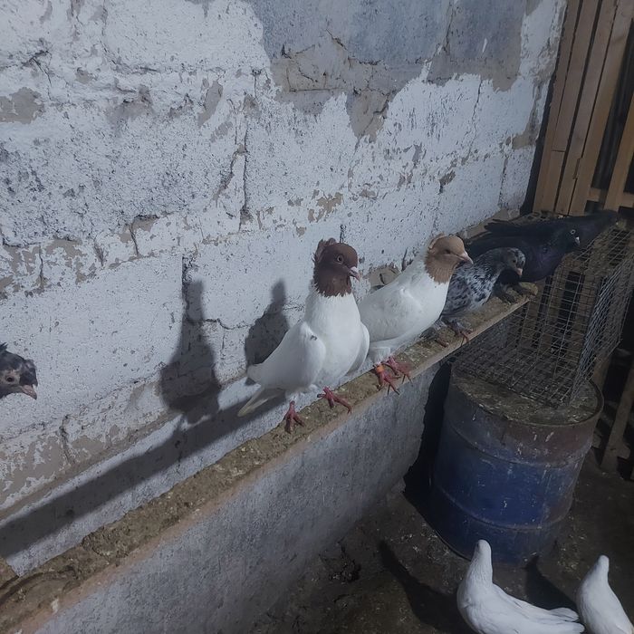 Сарыбас Кызылбас чубати пара