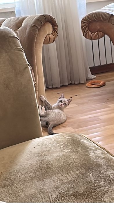 Отдам даром кота 2 месяца