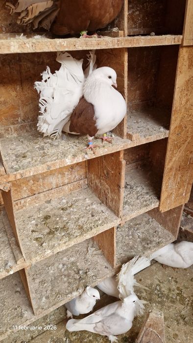 Vind porumbei pavasi.