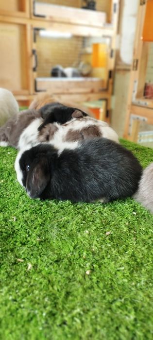 Oʻsmidigon mitti Karlik  quyon bolalari sotuvda 200  mindan