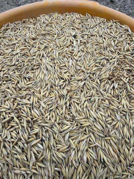 Cereale cultura 2025