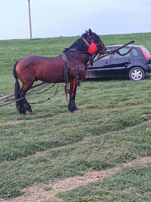 Armăsar de 6 pe 7 anii corcitura de semigreu