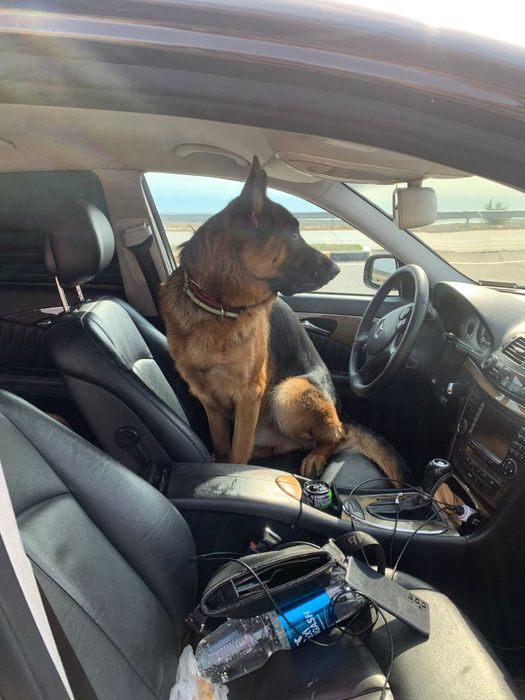 Немецкая овчарка