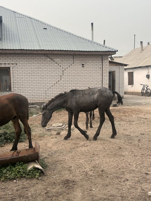 Семыз тай сатам лошади
