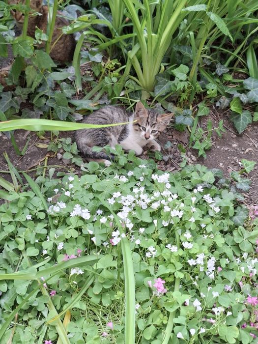 Мъжко котенце на 5 месеца