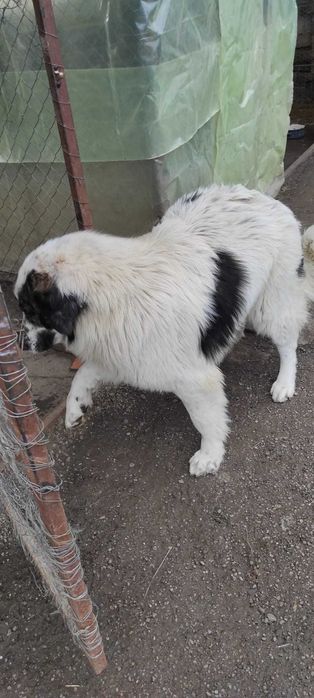 Donez femela Ciobanesc de Bucovina,sterilizata.