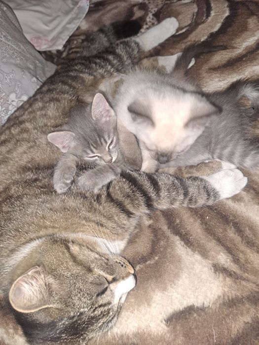 Отдам коасивых котят.