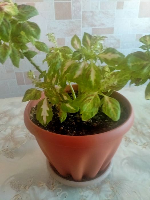 Цветы комнатные  цветущие