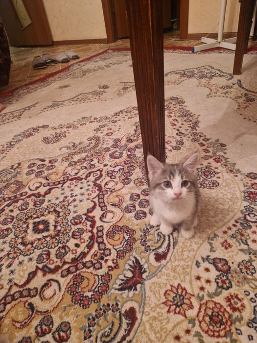 Котята домашние чистые