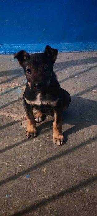 Щенок 2-3 месяца ищет дом!