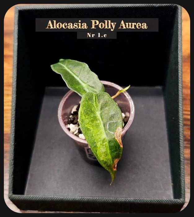 Plante, Alocasia Variegata , Monstera Albo