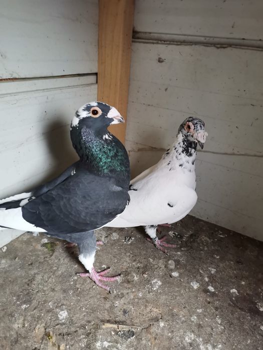 Vând porumbei voiajori italieni și voiajori stil vechi.
Preț 300 lei p