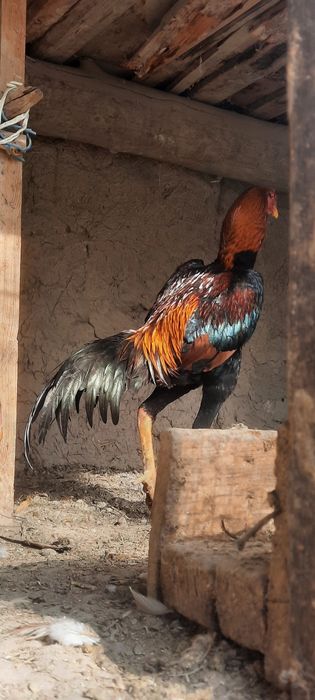 Xuroz sotiladi zoti toza