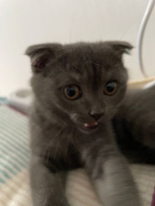 котенок в добрые руки