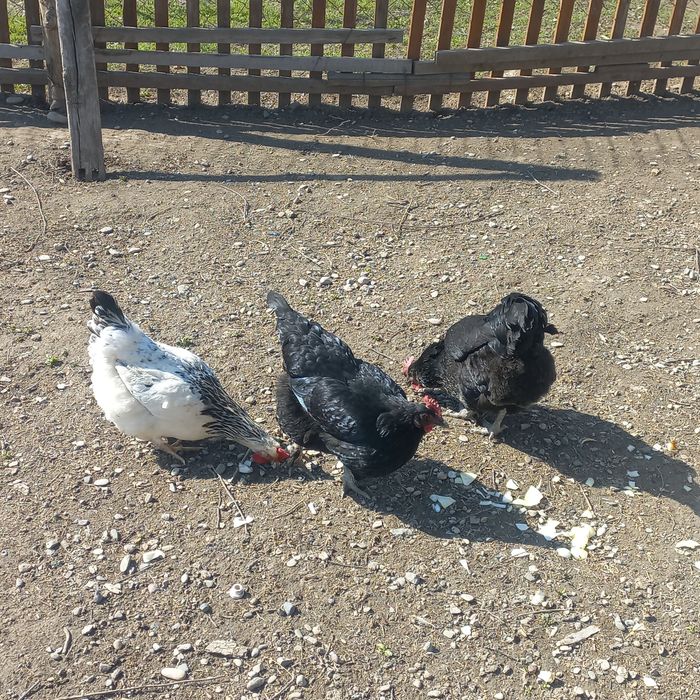 Инкубационные яйца