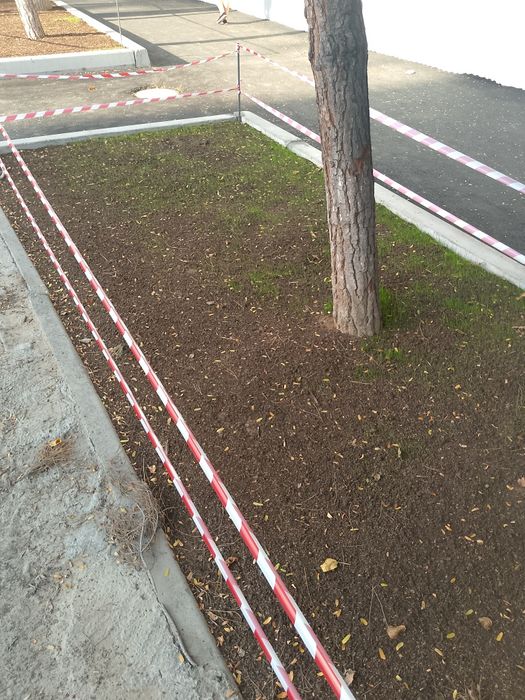 Boĝbonchilik gazon ekish parvarishlash