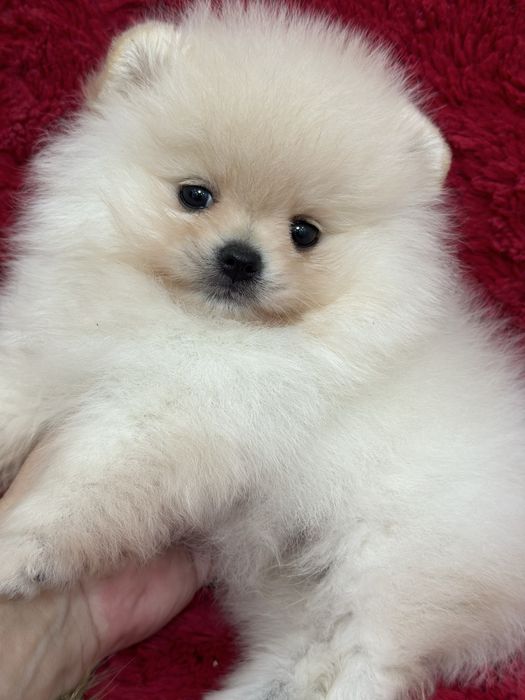 Шикарные малыши шпица