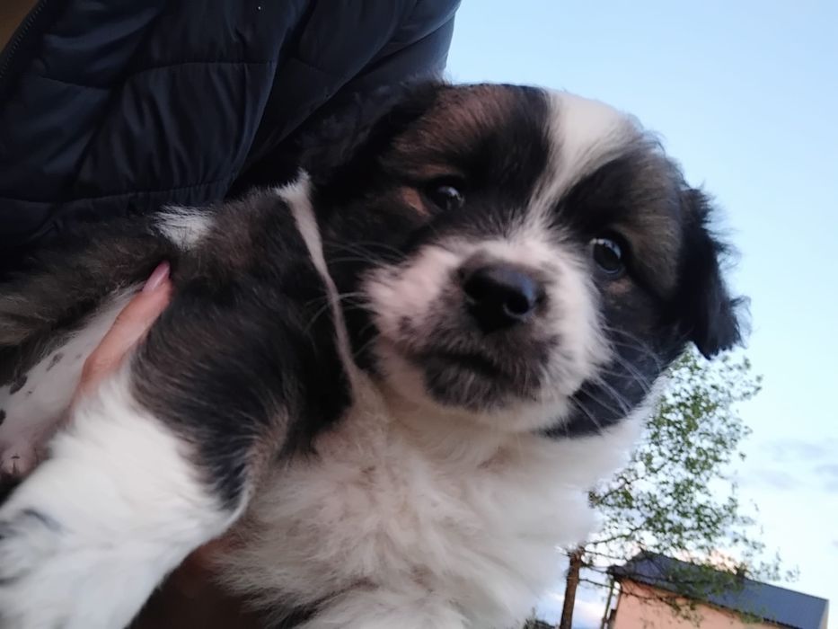 Donez cățeluși talie mică