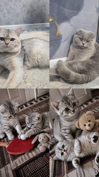 Чистокровные котята продаëтца!