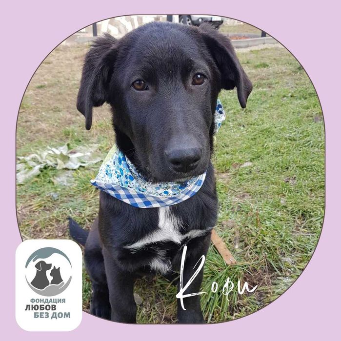 Младо мъжко куче