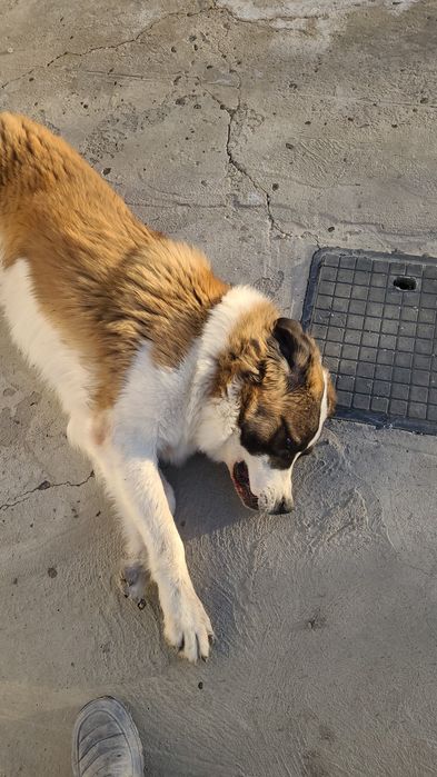 Кабель московской сторожевой