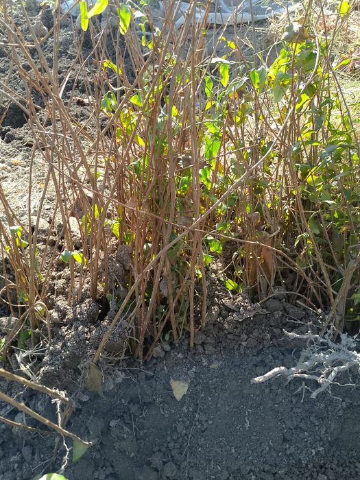 Кучатлар сотилади шрин анор ва хархл узм кучатлали сотилади