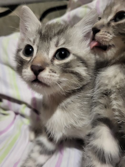 Отдам котят девочек