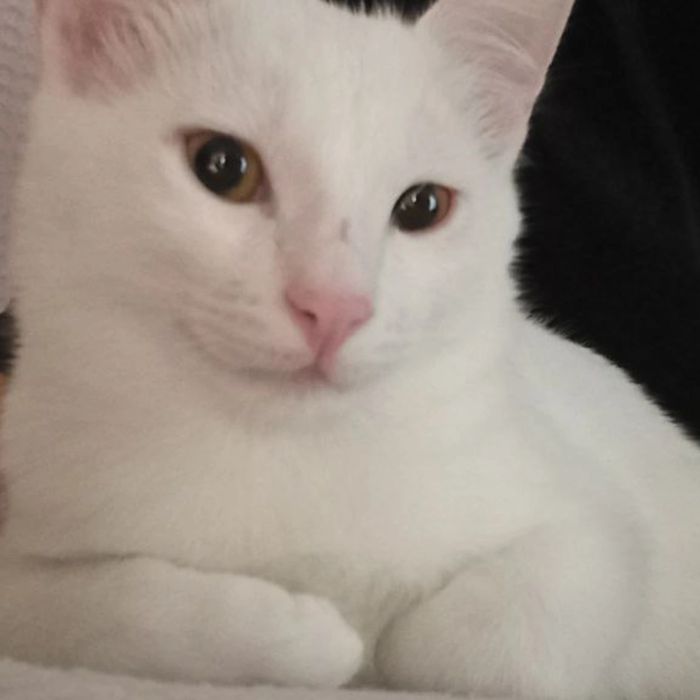 Vyazkaga toza zotli mushuk