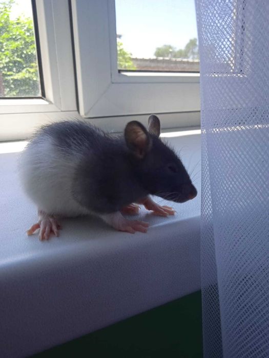 Декоративные крысы дамбо