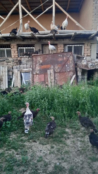 Куркалар сотилади 62 она-бола аралаш срочно