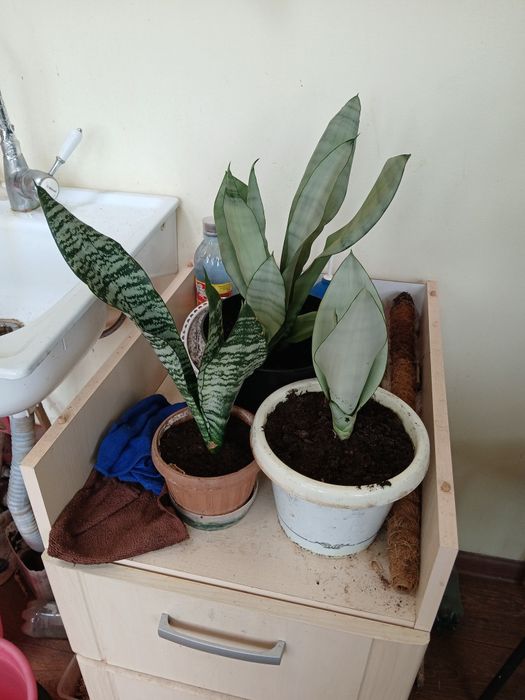 Продам комнатные цветы разные