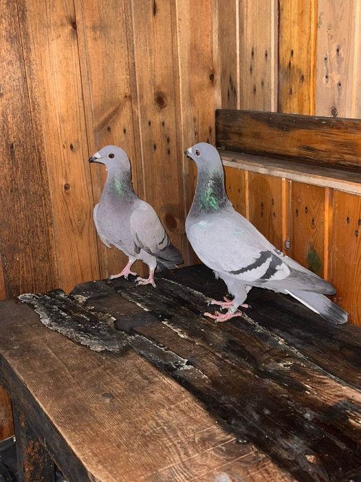 Продам голубей чехов