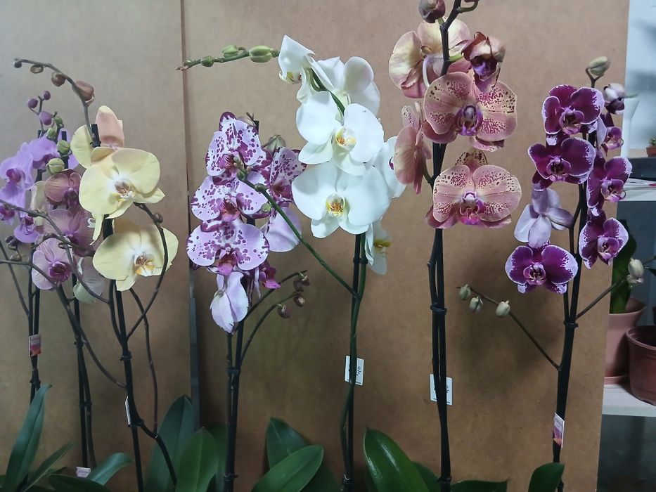 Орхидеи качество Голландия