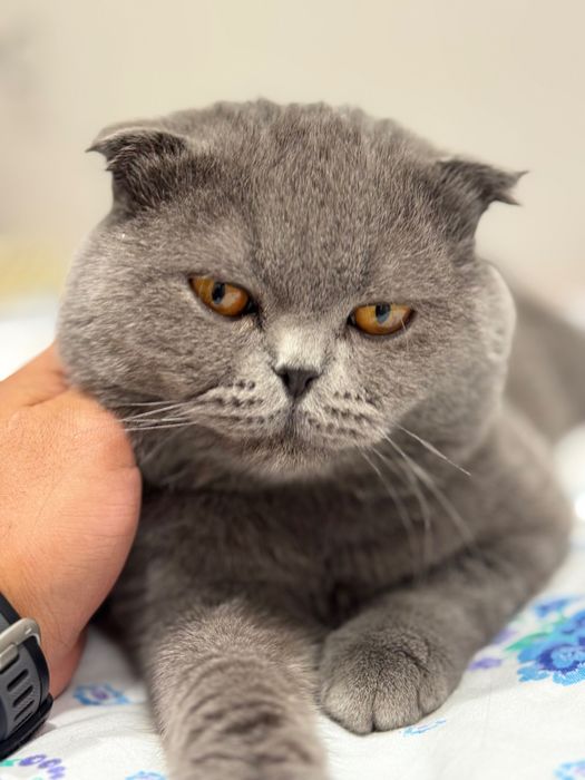 Вязка Скоттиш-фолд | Qoshtirishga| Серый кот 1 год |Ташкент| Чиланзар