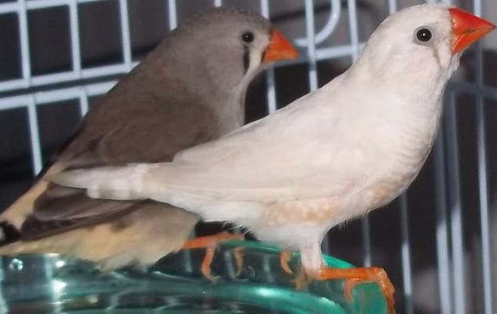 Взрослые амадины зебровые