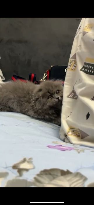 Кошка скоттиш фолд продаются