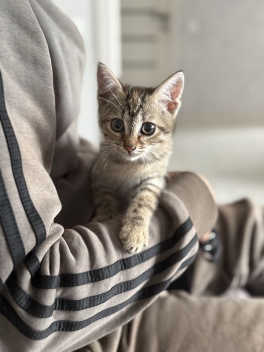 Котенок отдам в добрые руки