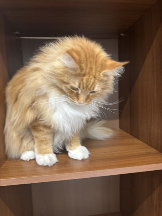 Отдам кота  в добрые руки