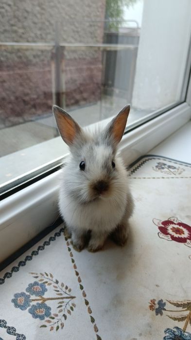 Крольчата декоративные