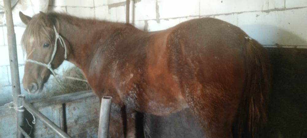 Продам Согым бие