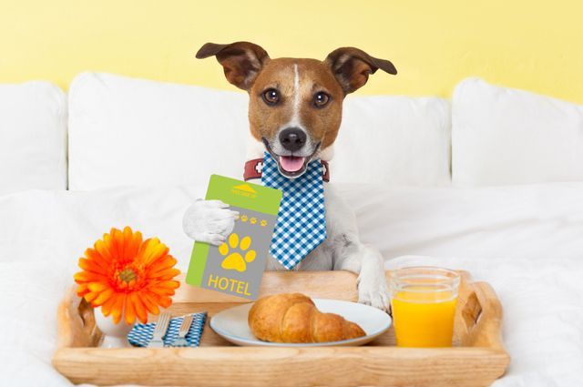 Передержка. Выгул. Дрессировка. Вязка случка собак