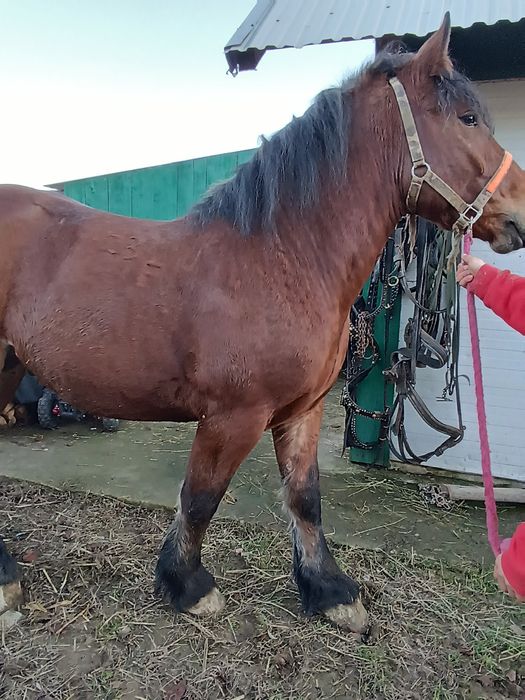 Vând mânz de 2 ani curat la picioare fara defecte tras sută la sută ma