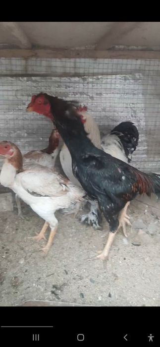 Kulangi huroz sotiladi