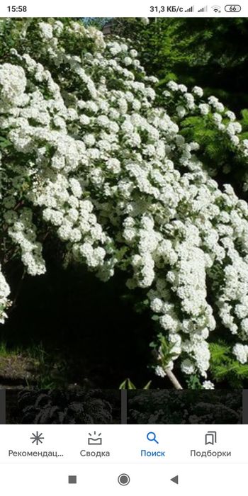 viegella spreya yopon ayva kochatlari