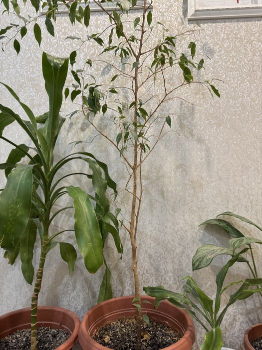 Цветы/Комнатные растения