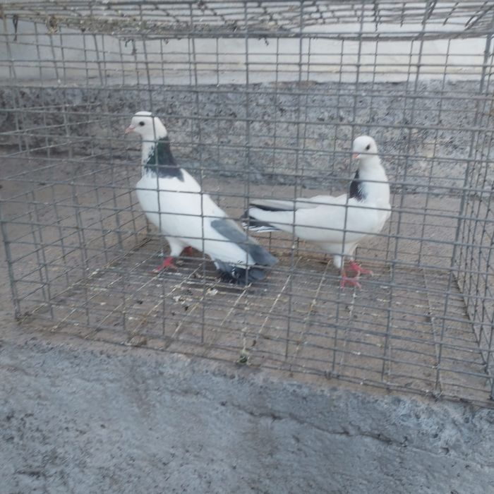 Сиза шейки готовый лет боям