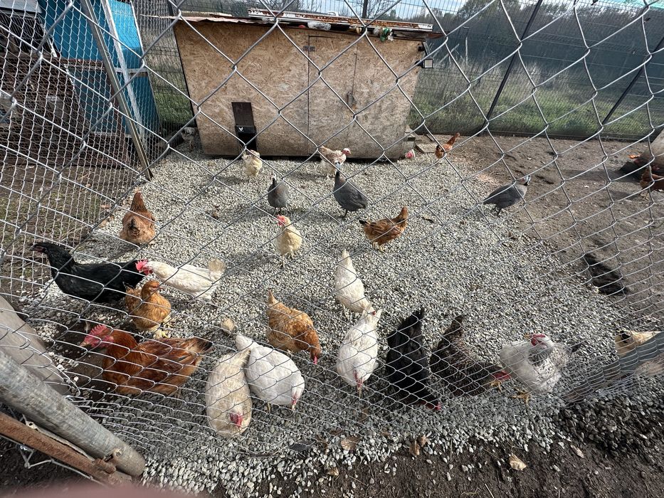 Vand oua de consum si incubat