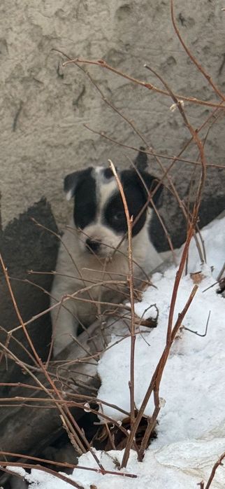 Щенки малыши ищут дом