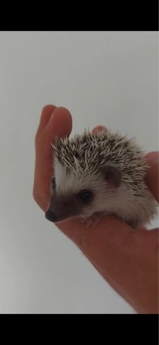 Vand  pui arici african pitic